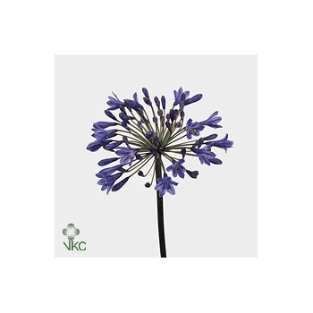 product/img.floraplaza.nl/LAGAINT7-ART_Fotos-VBN-vbn4425.jpg product/img.floraplaza.nl/LAGAINT7-ART_Fotos-VBN-vbn4425.jpg