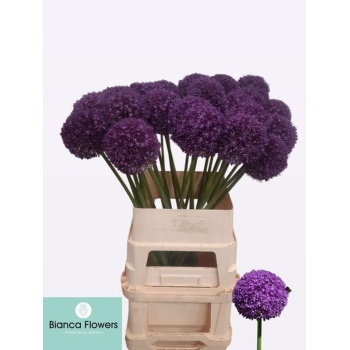 product/img.floraplaza.nl/LALLAMB9-LIVE_fotos-0x710CC82AE65E481B78A71D2610DAA269BC9D4E11.jpg