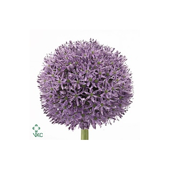 product/img.floraplaza.nl/LALLGLA8-ART_fotos-VBN20000-vbn25585.jpg