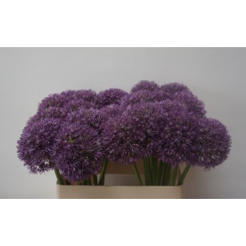 product/img.floraplaza.nl/LALLPINW75-LIVE_fotos-0x0CA578E97E13EAC7B69E24BA1DC038156D4A6164.jpg