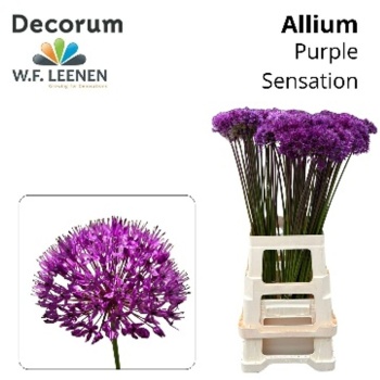 product/img.floraplaza.nl/LALLPURS5-LIVE_fotos-0x0261EA881E7797E83597FE473ECBDA0810E04AAB.jpg