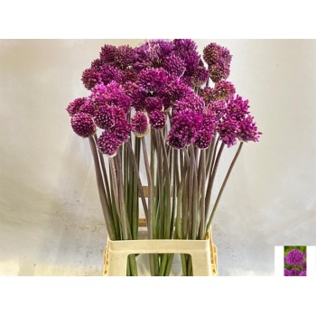 product/img.floraplaza.nl/LALLPURS7-LIVE_fotos-0xD6885BD2F293FEDF8791CB8F97D832C6147EF871.jpg