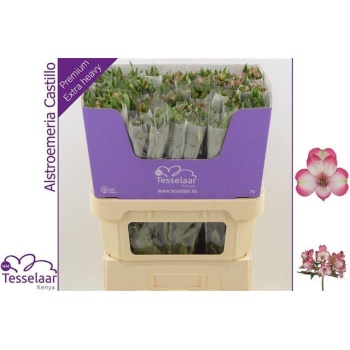 product/img.floraplaza.nl/LALSCAS-LIVE_fotos-0x9D76EA16D4D99B3B27D7D8CB743907DE07F8BF6D.jpg