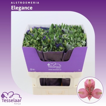 product/img.floraplaza.nl/LALSELE-LIVE_fotos-0xB7FFFBAEACBA3EC7E7DF87128E3C80CC1E9E1BF1.jpg