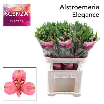 product/img.floraplaza.nl/LALSELE-LIVE_fotos-0xE4709EDAA1C7A549C5DCB6A26CFD064AC8DB6F46.jpg