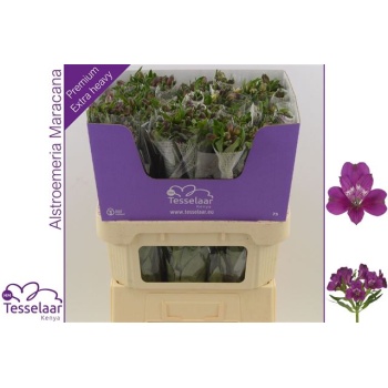product/img.floraplaza.nl/LALSMAR-LIVE_fotos-0xA5E9C74EBA6DAF525152B76106BA20AA5865A399.jpg