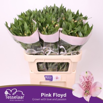 product/img.floraplaza.nl/LALSPINF-LIVE_fotos-0x91CFB6CC0B370A1F29AFF83436B13BD04C5D1B72.jpg