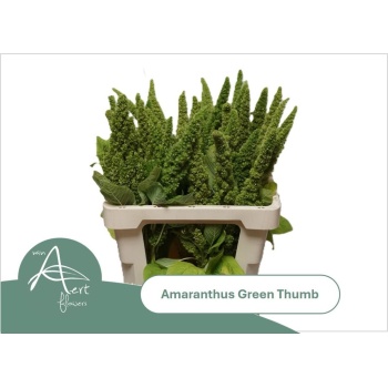 product/img.floraplaza.nl/LAMA6GRET-LIVE_fotos-0xF1873075BD06D5D3B1E46CD3FC3DFA6EE75D22E0.jpg