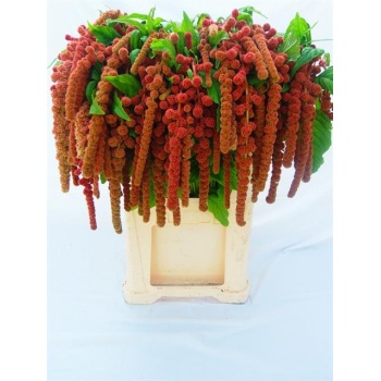 product/img.floraplaza.nl/LAMA75CORF-LIVE_fotos-0xE544CDC93547FB9A2389DDCC08B0345ABD8F8F45.jpg