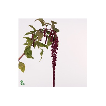 product/img.floraplaza.nl/LAMA75ROS-ART_fotos-VBN-vbn13668.jpg