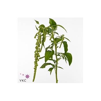 product/img.floraplaza.nl/LAMAGREP8-ART_fotos-VBN-vbn112334.jpg