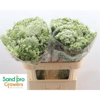 product/img.floraplaza.nl/LAMICAS7-LIVE_fotos-0x0B122531DD18CDF4D94D0F75FEAC04F0109638D6.jpg