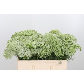 product/img.floraplaza.nl/LAMM5-LIVE_fotos-0xCC84F5B87CF85C8159BB5DADD378BCD65D105E0B.jpg