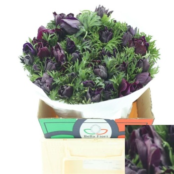 product/img.floraplaza.nl/LANEBOR-LIVE_fotos-0xBCBC1CB740BA759C7E0C4A60193745E22C7A95B6.jpg