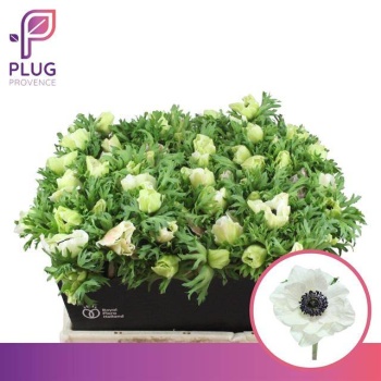 product/img.floraplaza.nl/LANEMARP-LIVE_fotos-0x945B1FF2A3C23BD331682C576274B415D1C852EB.jpg