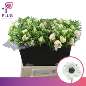 product/img.floraplaza.nl/LANEMARP-LIVE_fotos-0xB274E54AE5522E1F9F9390BA7B0294475303FD13.jpg