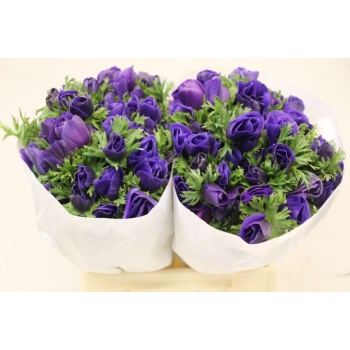 product/img.floraplaza.nl/LANEMISB-ASSORTI_fotos-MVA-Anemone mistral plus blue.JPG