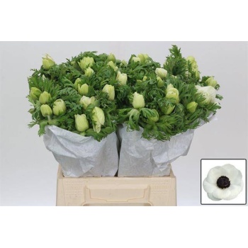 product/img.floraplaza.nl/LANEMISW-LIVE_fotos-0xF9F89B6C97B68D46E577BA1A6B6DC3DAD48D6B55.jpg