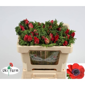 product/img.floraplaza.nl/LANEPU-LIVE_fotos-0xF79250FDB63C47024CAAB74B759516863FB8046E.jpg