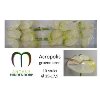 product/img.floraplaza.nl/LANTACR-LIVE_fotos-0x4C1D0A40D7D242073C8E3A2F0D66A2AACFB3C946.jpg
