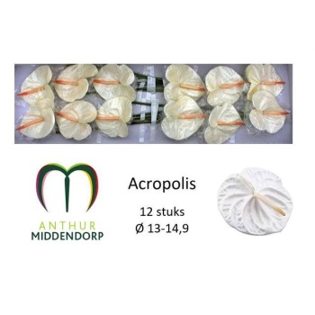 product/img.floraplaza.nl/LANTACR-LIVE_fotos-0x67A2DA1821C1AE01589D23F325506FA27D0EEB2D.jpg