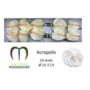 product/img.floraplaza.nl/LANTACR-LIVE_fotos-0xEE0DFD0AA12EAC33879ED2AF0CBC0469713E1B77.jpg
