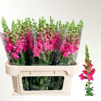 product/img.floraplaza.nl/LANTCHER8-LIVE_fotos-0x4AF163AC561B1933BA176E82FE9C9FCCC2D079DE.jpg