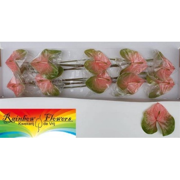 product/img.floraplaza.nl/LANTGAB8-LIVE_fotos-0xD7FF6F64AB98FE0281AE7435E749E2312E8771FA.jpg