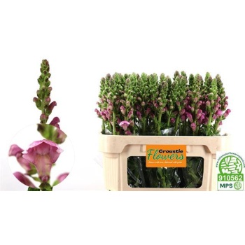 product/img.floraplaza.nl/LANTMARL8-LIVE_fotos-0xEA51573DB46D75C3B67D93249148F58D52344A55.jpg