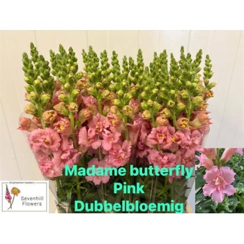 product/img.floraplaza.nl/LANTMBPINK75-LIVE_fotos-0x6A7519C7D57D562323604215C64C416BCA17CACF.jpg