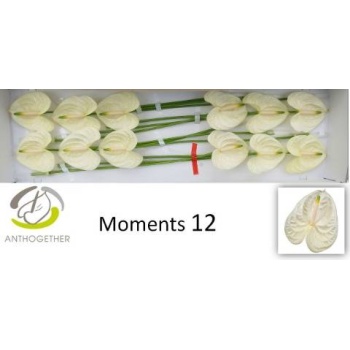 product/img.floraplaza.nl/LANTMOM-LIVE_fotos-0x128FD18DC1FDC1CA1806461DD3EF6EAAA4AF78B4.jpg