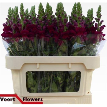 product/img.floraplaza.nl/LANTPOTC75-LIVE_fotos-0x560D0D294107E940547AC53FF96B45C5682CF50E.jpg
