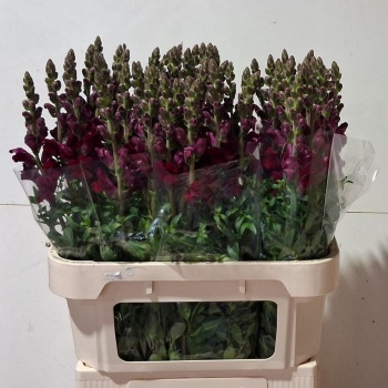 product/img.floraplaza.nl/LANTPOTC8-LIVE_fotos-0x4B2D7FF39FB37481DC82EF04F99B1FD4C74D092D.jpg