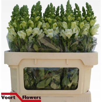 product/img.floraplaza.nl/LANTPOTIW75-LIVE_fotos-0x5DA74F3CC938A8ABA8A7E8929A81C55753E9B3A9.jpg
