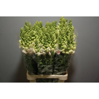 product/img.floraplaza.nl/LANTPOTPLU75-LIVE_fotos-0xE4E08071E02DE637349B3FAE03DA88950213F518.jpg