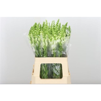 product/img.floraplaza.nl/LANTPOTW65-LIVE_fotos-0xD09F8D6095D6F19CEAC6A1AC97867433B66539BD.jpg