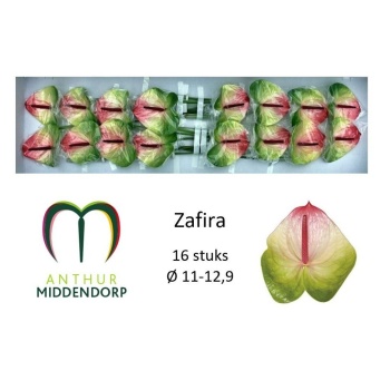 product/img.floraplaza.nl/LANTZAF-LIVE_fotos-0x8E5C1AC7FD7FD478116AB334CDFD3EF3A8E3EA40.jpg