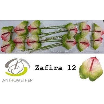 product/img.floraplaza.nl/LANTZAF-LIVE_fotos-0xC66C564D810BE252933C1B7CA544DBADF0FE694C.jpg