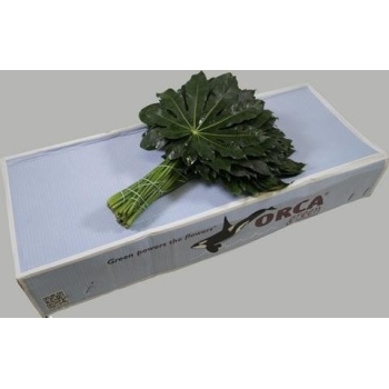 product/img.floraplaza.nl/LARA5-ASSORTI_fotos-gcon-GCON Blad aralia pbos extra Orca.JPG