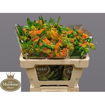 product/img.floraplaza.nl/LASCTUB5-LIVE_fotos-0xC86DF521049965E6B6A48D0C6C77FF8A5CC0B428.jpg