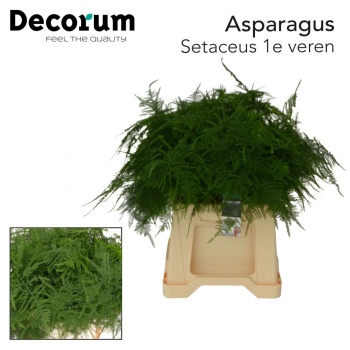 product/img.floraplaza.nl/LASPS45-LIVE_fotos-0x0AF3B96D9D829270583230C3E2F0B926EF8B2353.jpg