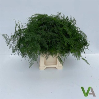 product/img.floraplaza.nl/LASPS45-LIVE_fotos-0x3611BEA44A057C8B855887DD403FD2408535AD43.jpg