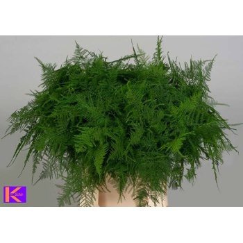 product/img.floraplaza.nl/LASPS45-LIVE_fotos-0xA0020D9AF2F9AD3AB6A0A8939B6A03A9134E5877.jpg