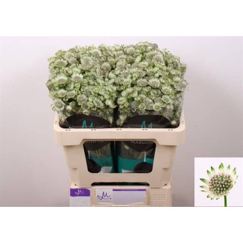 product/img.floraplaza.nl/LAST5BILS-LIVE_fotos-0xB1347BB80E84D6975CC96D9F7E4C3906E42345B6.jpg