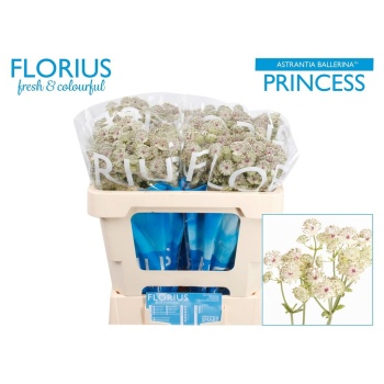 product/img.floraplaza.nl/LAST5PRIB-LIVE_fotos-0x26A3560F876AE1AC4C5E8E9ED89ED884BA7A8F73.jpg