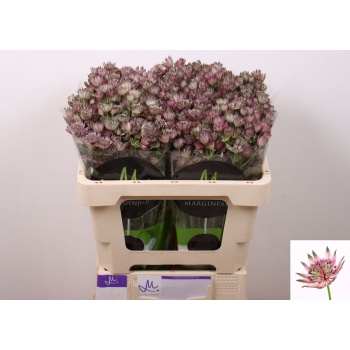 product/img.floraplaza.nl/LAST5STAOA-LIVE_fotos-0xF39A69AAD281FE91D70333FE3980504BFD06E7DC.jpg