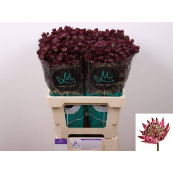 product/img.floraplaza.nl/LAST6STAOFL-LIVE_fotos-0xF2B65613FB0DD73D737F8D867014FBC63CBF7E7D.jpg