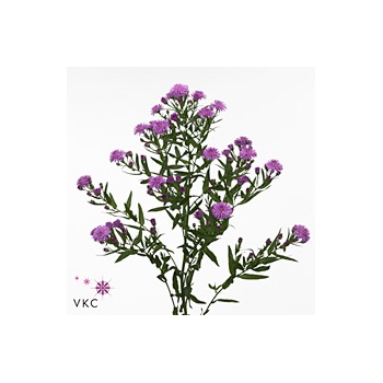 product/img.floraplaza.nl/LASTFLA7-ART_Fotos-VBN-vbn103243.jpg