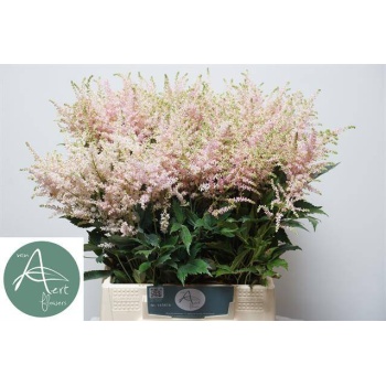 product/img.floraplaza.nl/LASTIEUR5-LIVE_fotos-0x493FE5AC6D66FC5EEEDA304FD461C2508E8DD3C0.jpg