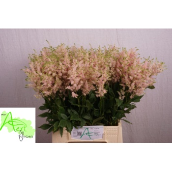 product/img.floraplaza.nl/LASTIEUR5-LIVE_fotos-0xC6A46CFA01966281734BE4808424F5D52EDECAE4.jpg